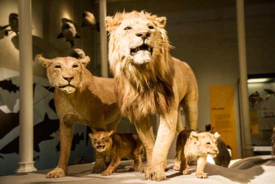 Museum-National-d’Ecosse-lion