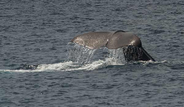 Tarifa-et-baleines-Andalousie-Espagne
