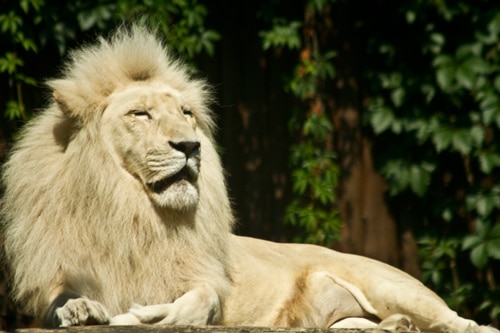 lion-d'Afrique-du-Sud-au-zoo-de-Bratislava