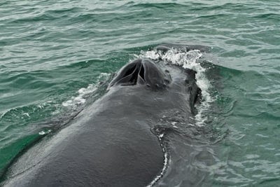 obseravation baleine en Islande dans fjord