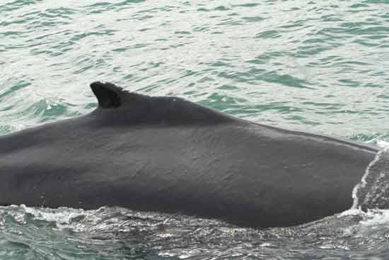 baleine-en-islande-découverte-avec-les-enfants