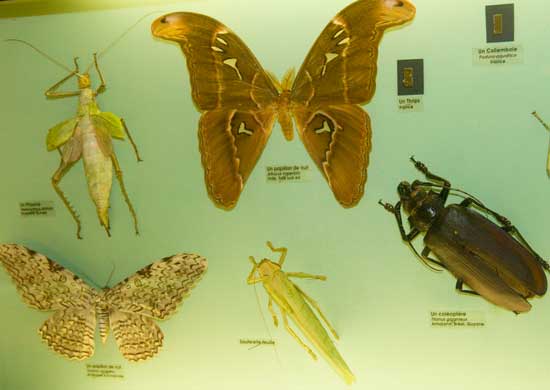 insecte-musée-de-grenoble