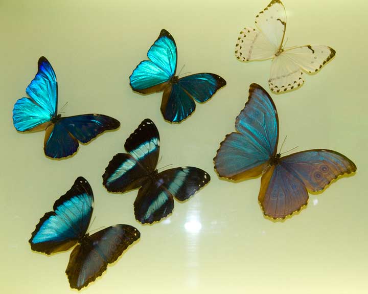 papillon-musée-de-grenoble