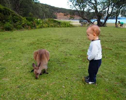 KANGOUROU-australie-bébé
