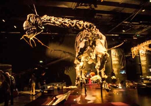musée-des-confluences-dinosaures