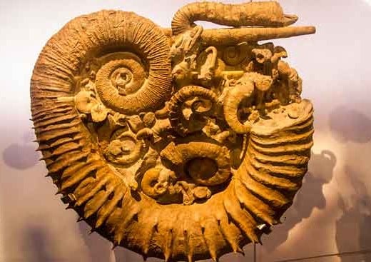 musée-des-confluences--lyon-ammonite