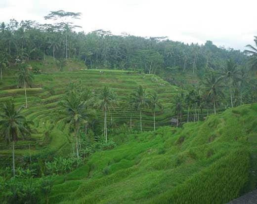rizière-bali-indonésie