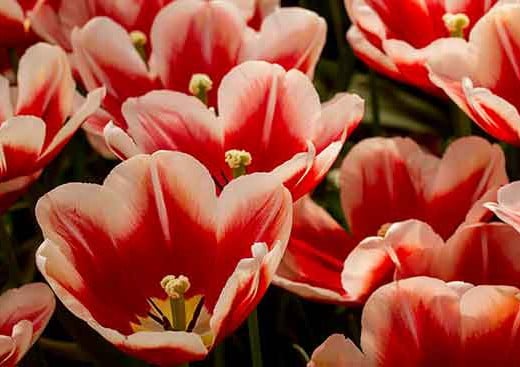 jardin-keukenhof-hollande-tulipes