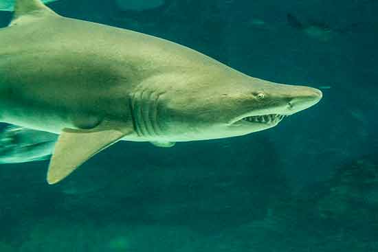 requin-aquarium-barcelone