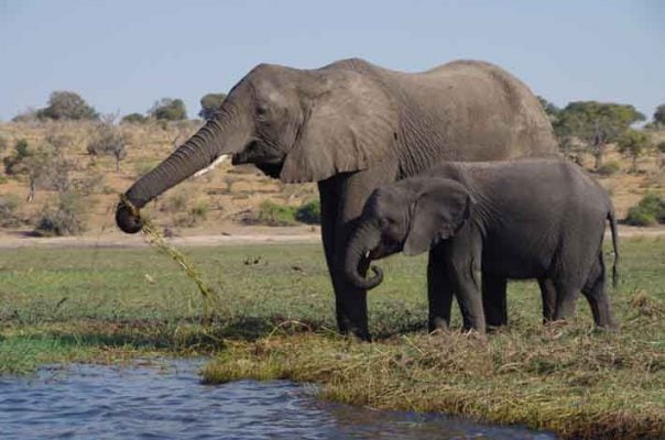 éléphant-avec-son-petit-namibie