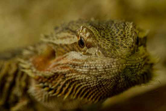 reptile-zoo-saint-martin-la-plaine