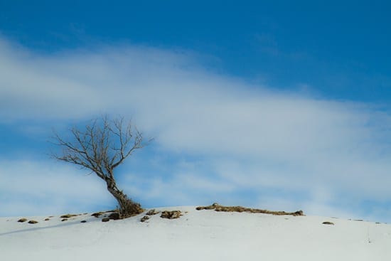 arbre-dans-neige-bauges