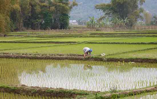 rizière-vietnam