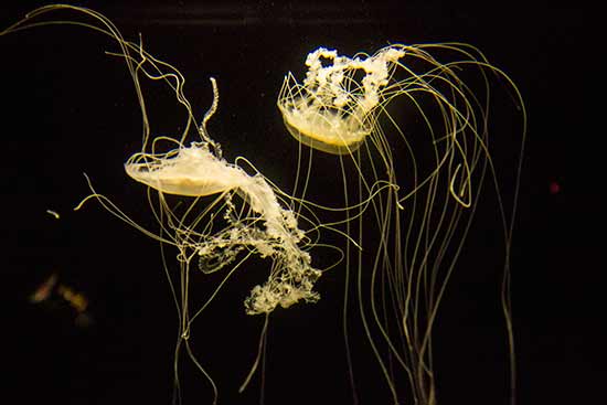 lisbonne avec enfants en famille méduse-oceanorium