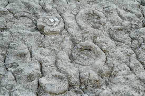 dalle-ammonites-digne