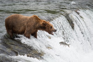 katmai-ours en-alaska-poisson