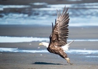 aigle-alaska en vol