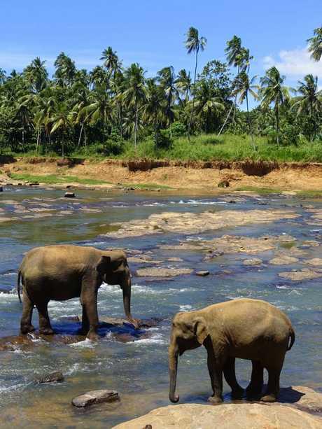 paysage-sri-lanka-elephant dans rivière