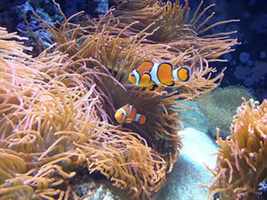poissons-dans-aquarium-de-lisbonne portugal
