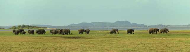 sri-lanka-elephants dans plaine