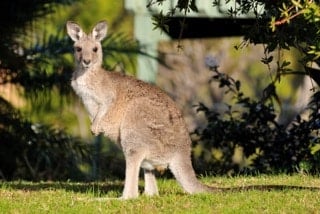 australie-kangourou-sur pelouse vers-mial-lakes