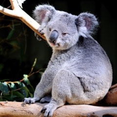 australie-koala- sur arbre brisbane