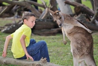 australie-enfant-avec-kangourou portrait