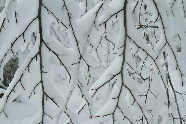 branche-recouverte-de-neige-vercors