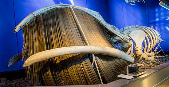 natural-history-museum-stockholm-baleine