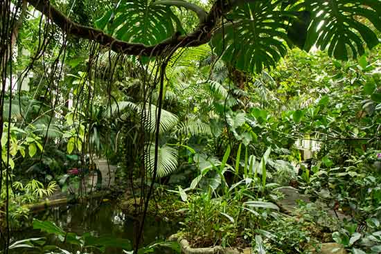 serres-tropicales-jardin-des-plantes
