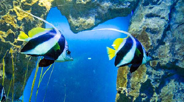 visite-aquarium-saint-malo-poisson-cocher