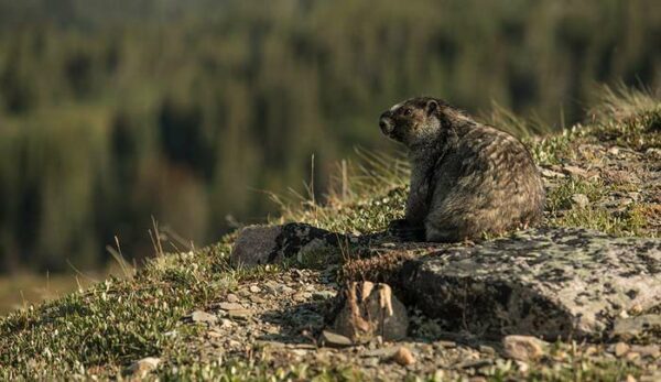mont-edith-cavell-alberta-canada-marmotte