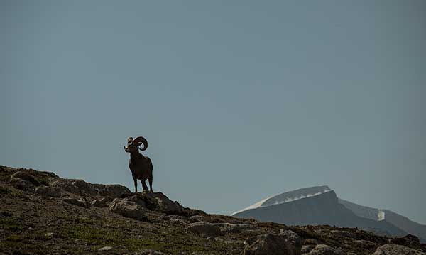 wilcox-pass-mouflon