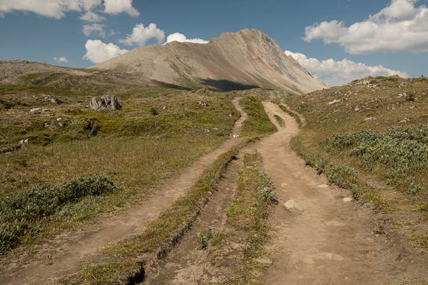 wilcox-pass-trail