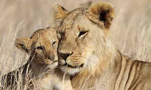 safari-afrique-du-sud-en-famille safari-afrique-du-sud-en-famille